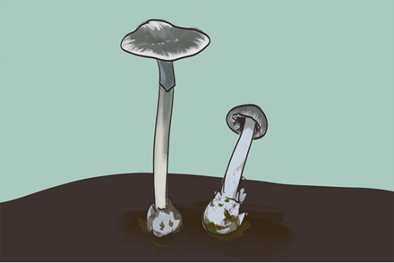 常见的毒蘑菇有哪些,蘑菇中毒,不小心食用了毒蘑菇又应该如何处理呢