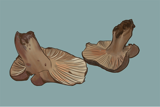 常见的毒蘑菇有哪些,蘑菇中毒,不小心食用了毒蘑菇又应该如何处理呢