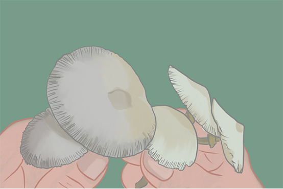 常见的毒蘑菇有哪些,蘑菇中毒,不小心食用了毒蘑菇又应该如何处理呢