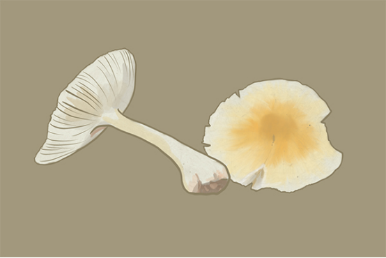 常见的毒蘑菇有哪些,蘑菇中毒,不小心食用了毒蘑菇又应该如何处理呢