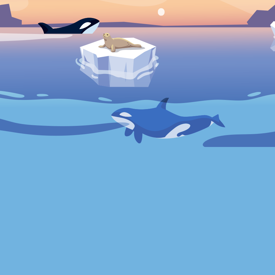 虎鲸,话痨虎鲸到底有多聪明,虎鲸之都