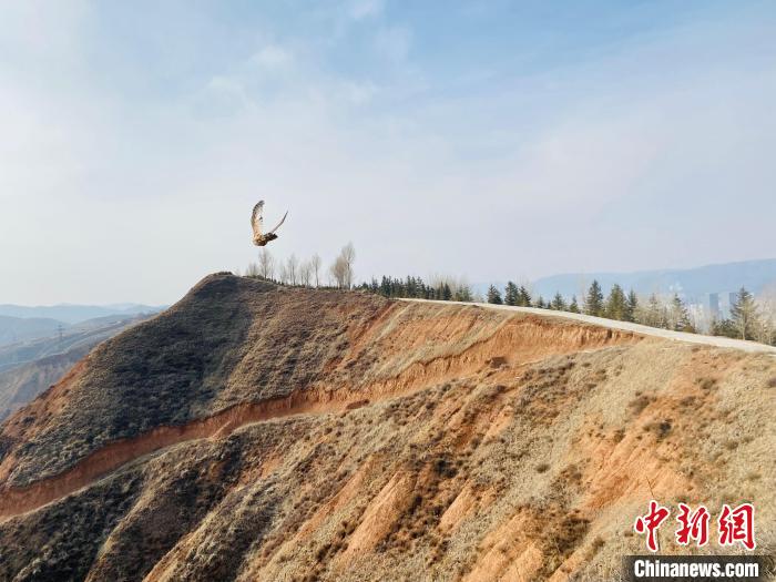 雕鸮和雀鹰,国家二级保护野生动物,青海野生动物救护繁育中心