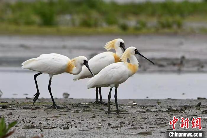 黑面天使,黑脸琵鹭,黑脸琵鹭生活环境