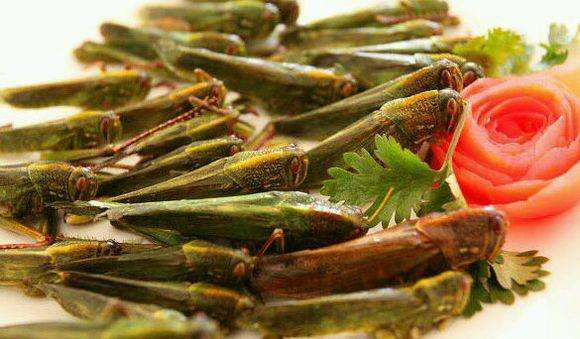 流浪地球;蚯蚓干