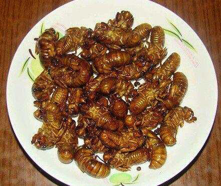 流浪地球;蚯蚓干