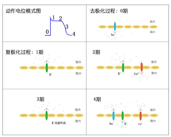 “控盐”;盐”多必失;低盐饮食 “控盐”;盐”多必失;低盐饮食