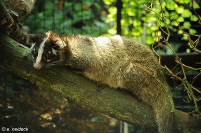 蝙蝠;果子狸;野味;复仇