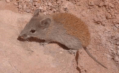 蝙蝠;果子狸;野味;复仇