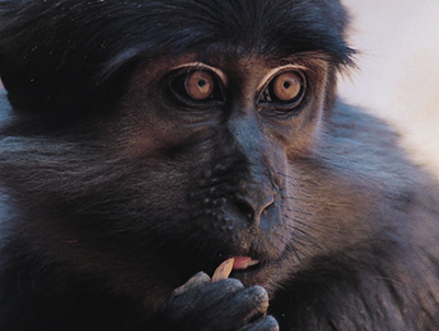 蝙蝠;果子狸;野味;复仇