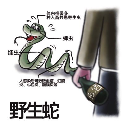 蝙蝠;果子狸;野味;复仇