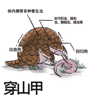 蝙蝠;果子狸;野味;复仇