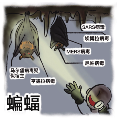 蝙蝠;果子狸;野味;复仇