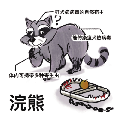 蝙蝠;果子狸;野味;复仇