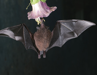 SARS;MERS;新冠肺炎;蝙蝠