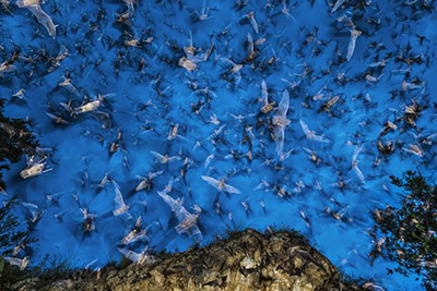 SARS;MERS;新冠肺炎;蝙蝠