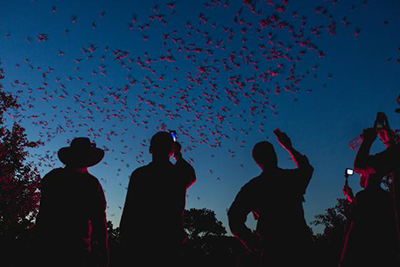 SARS;MERS;新冠肺炎;蝙蝠