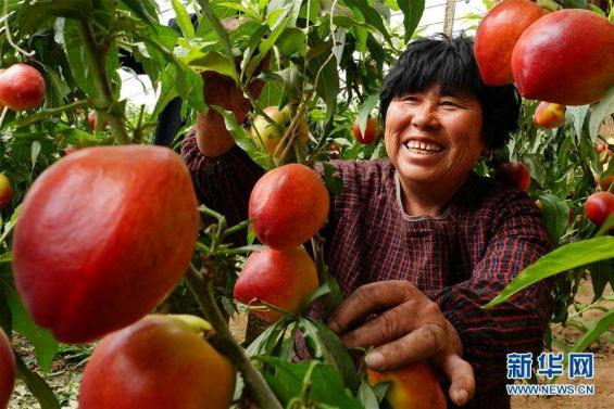 反季节水果分类,反季节水果