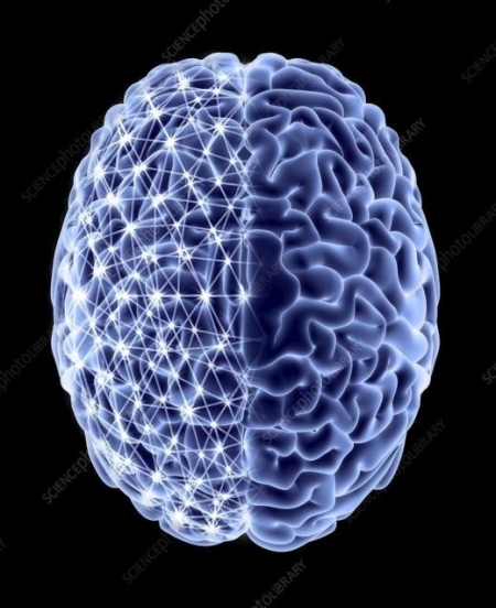 大脑,痴呆,脑损伤