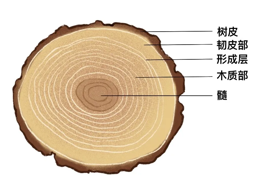 参天大树真的能“上天”？树木究竟能长多高？