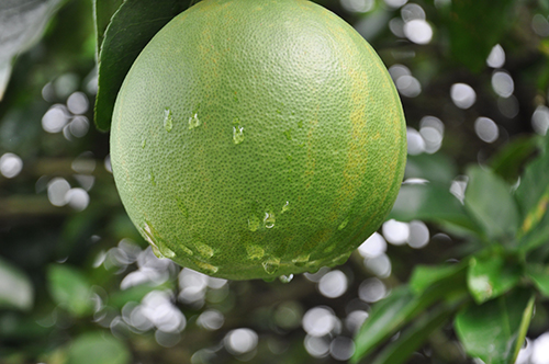 柚子,柑橘属家族