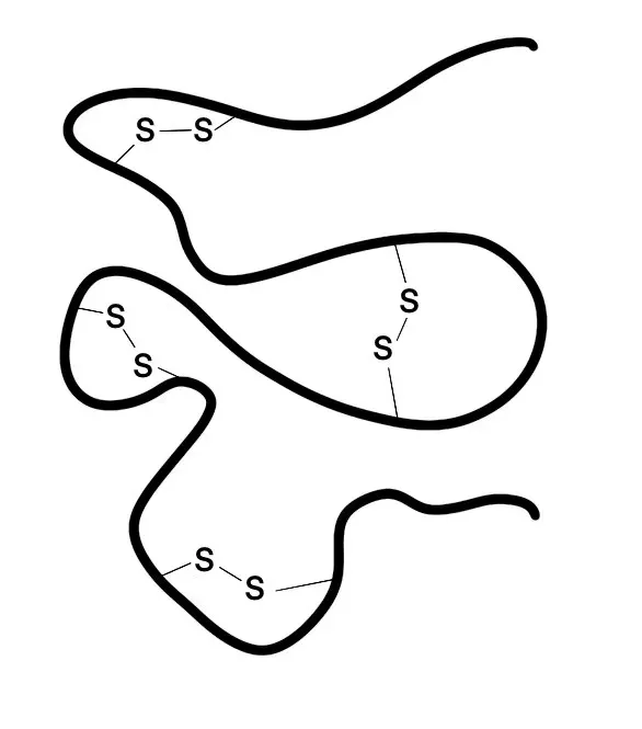 蛋白质中的二硫键示意图