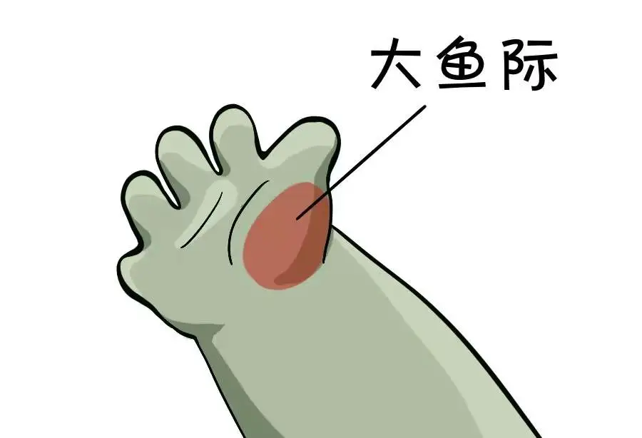 灵活的拇指结构,进化的必经之路