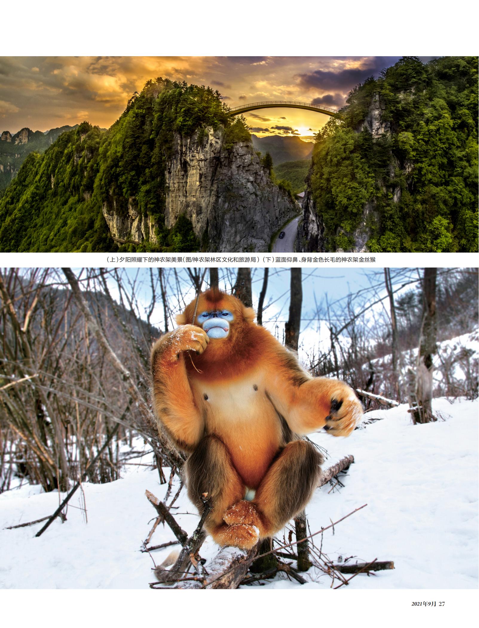夕阳照耀神农架,金丝猴