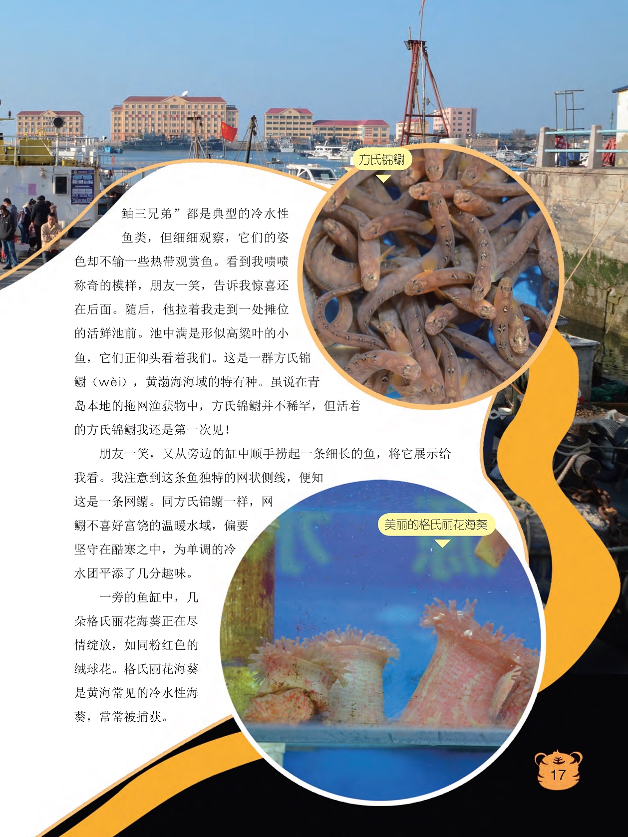 池中满是形似高粱叶的小鱼,格氏丽花海葵是黄海常见的冷水性海葵