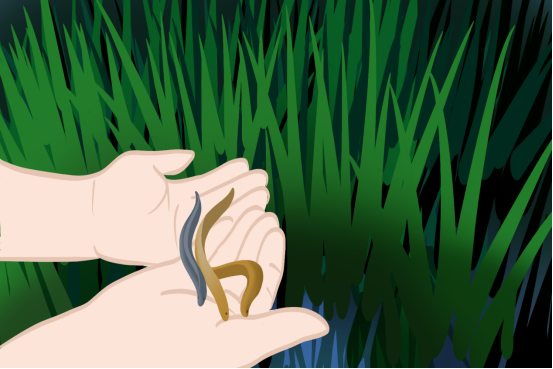 巨型稻的未来,种子革命,目前中国农业发展的困境