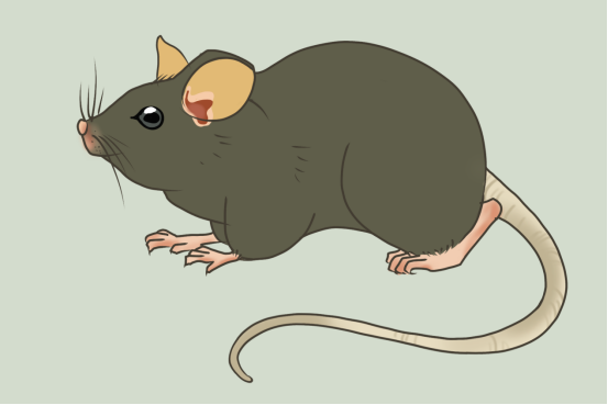 出血热是如何传播的,出血热传染源,汉坦病毒属病毒的宿主