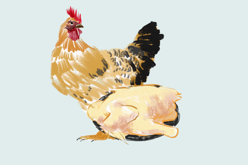 肠道致病菌,沙门氏菌,沙门氏菌是如何引发感染的