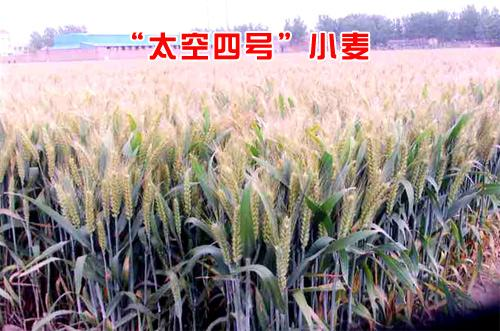 “太空四号”小麦,航天育种培育的“太空四号”小麦