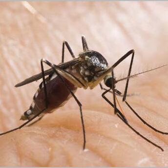 防蚊谣言大盘点