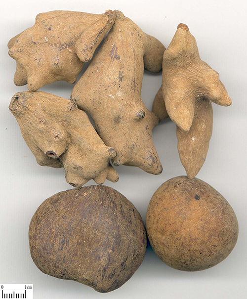 徐僖,五棓子塑料,高分子材料学家 徐僖,五棓子塑料,高分子材料学家