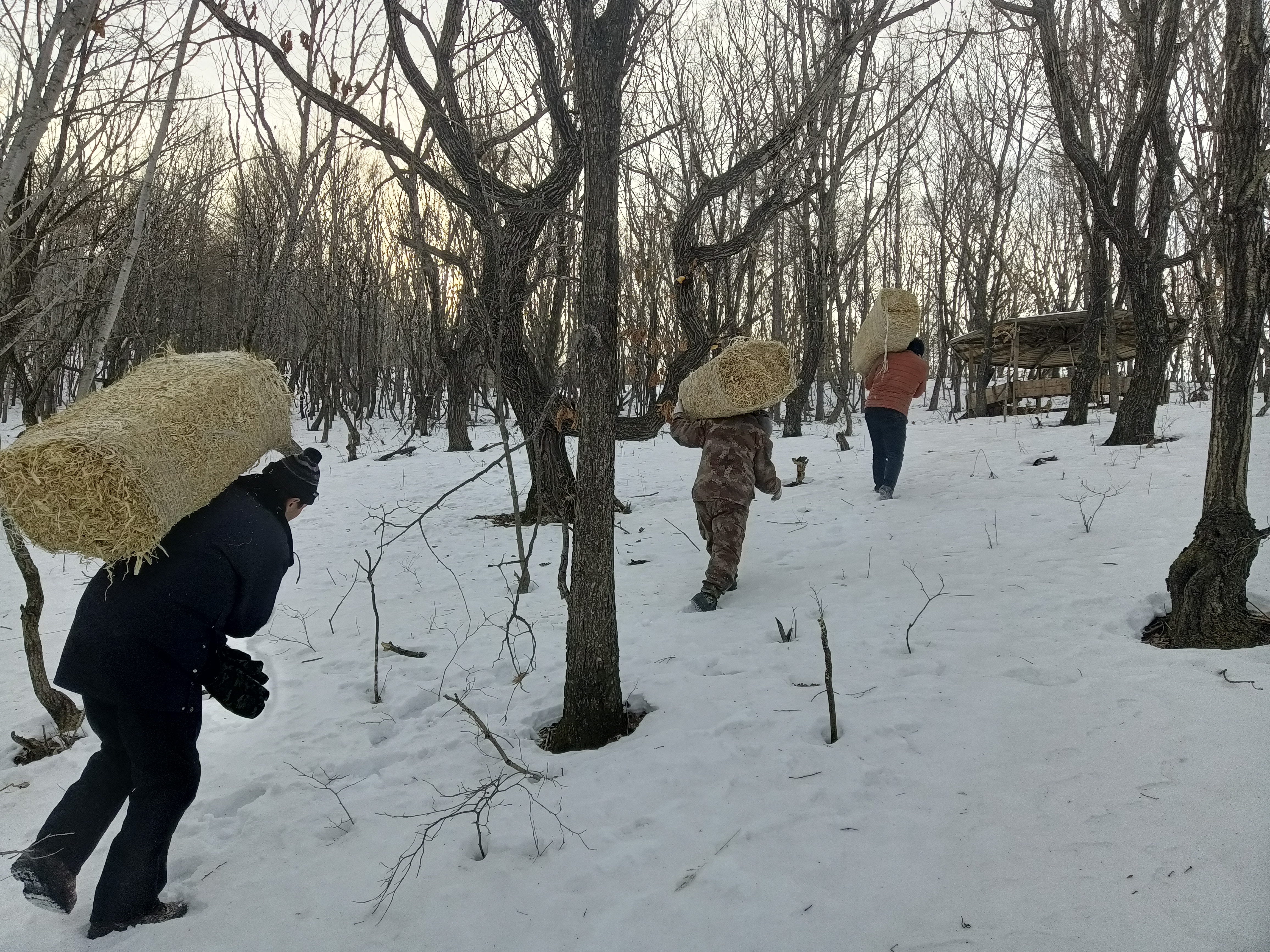 巡护员补饲,东北虎栖息地珍惜野生动物的守护人,我们能做什么来保护老虎