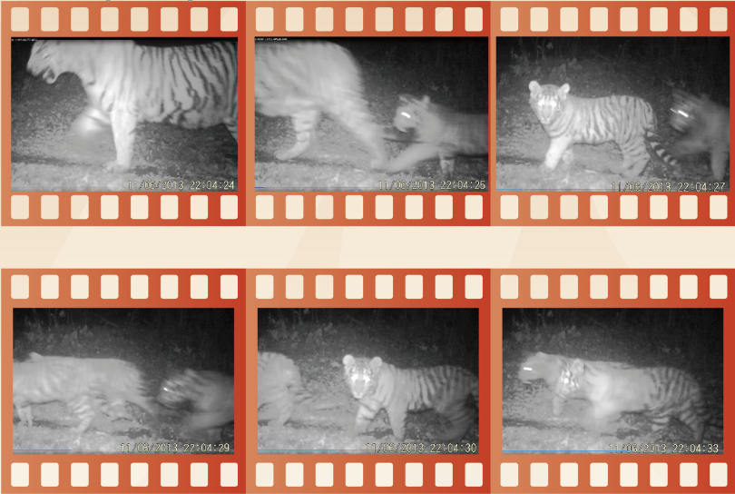 我国野生东北虎数量,世界老虎保护,中国境内东北虎数量