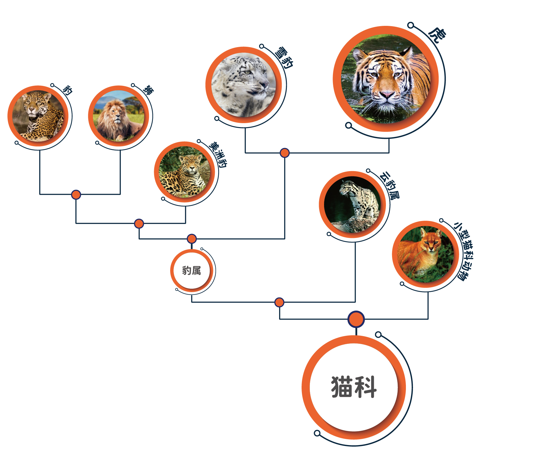 虎从哪里来,古中华虎化石,原始的虎