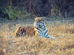 老虎全家福——世界各地的虎