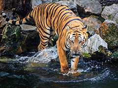 虎虎生威——老虎怎样吃大餐？