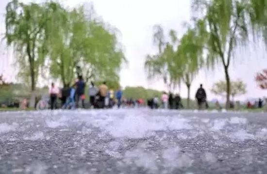 飞絮;过敏;花粉;柳絮