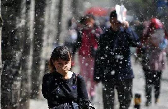 飞絮;过敏;花粉;柳絮