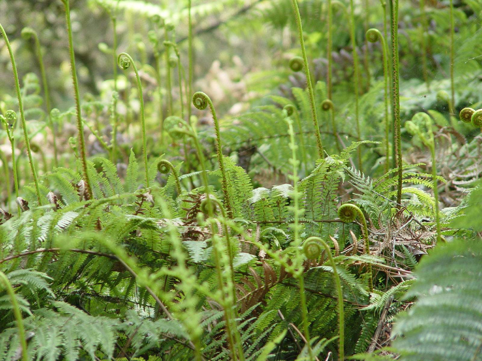 蕨菜;野菜;蔬菜;春天;香椿
