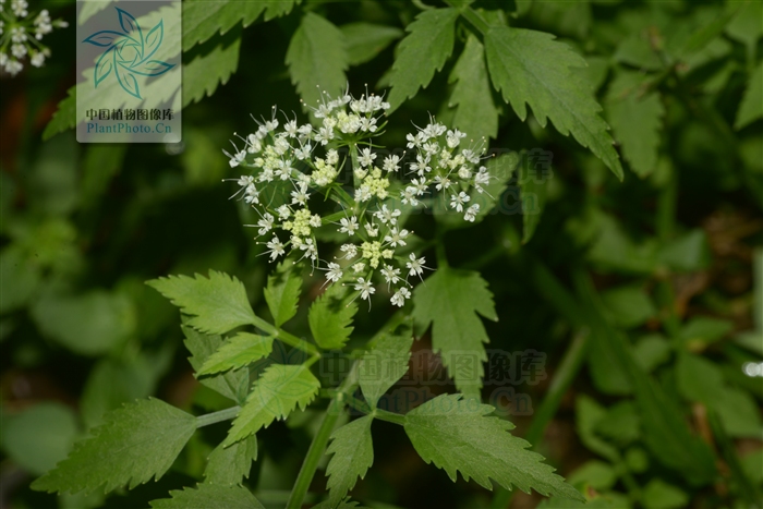 野菜;蔬菜;春天;香椿;芹菜