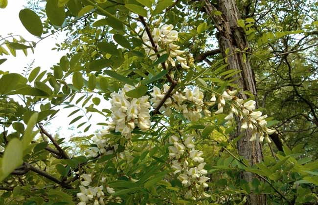 野菜;蔬菜;春天;香椿
