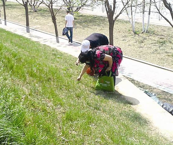 野菜;蔬菜;春天;香椿