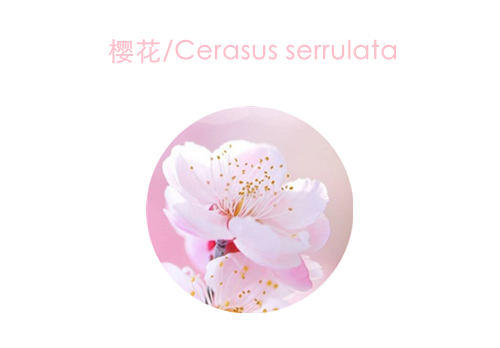 赏花;吃花;春季;可食用花卉;春季养生;美食