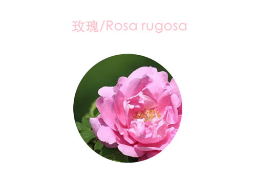 赏花;吃花;春季;可食用花卉;春季养生;美食