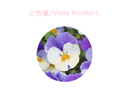 赏花;吃花;春季;可食用花卉;春季养生;美食