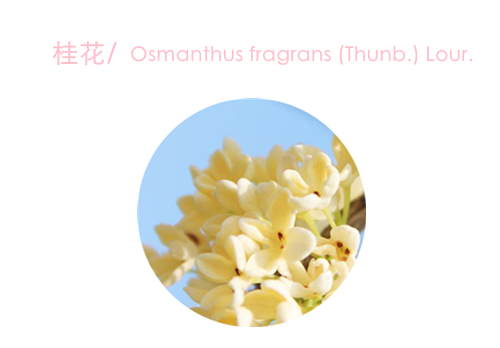 赏花;吃花;春季;可食用花卉;春季养生;美食