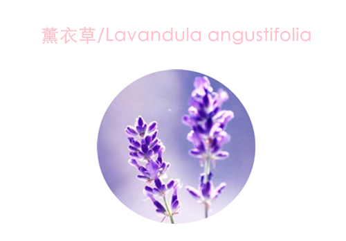 赏花;吃花;春季;可食用花卉;春季养生;美食